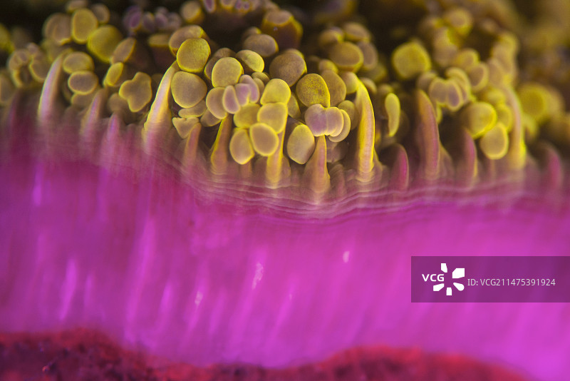 夜间发出荧光的Euphyllia硬珊瑚图片素材