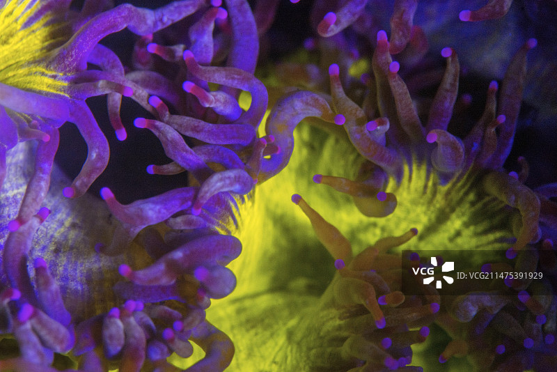 夜间荧光硬珊瑚图片素材