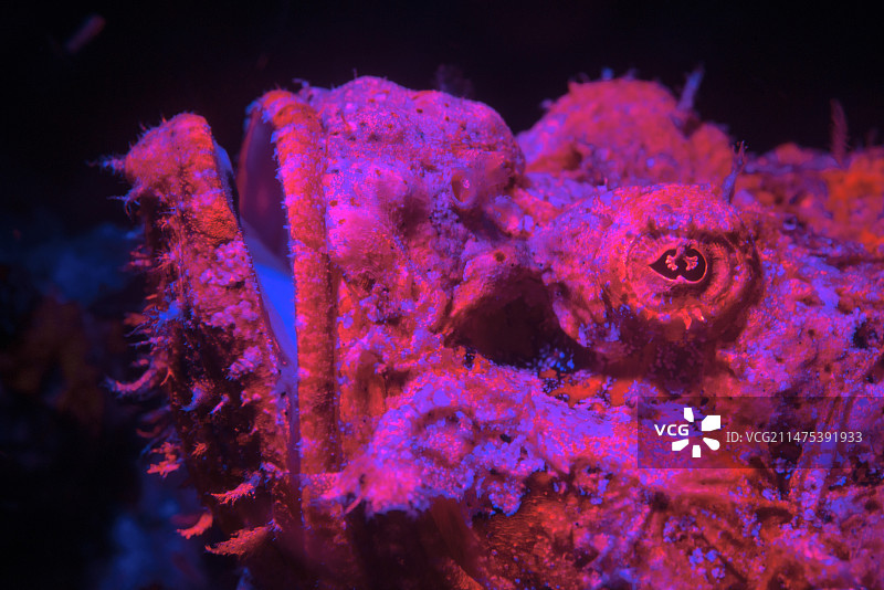 夜间发光的蝎子鱼图片素材