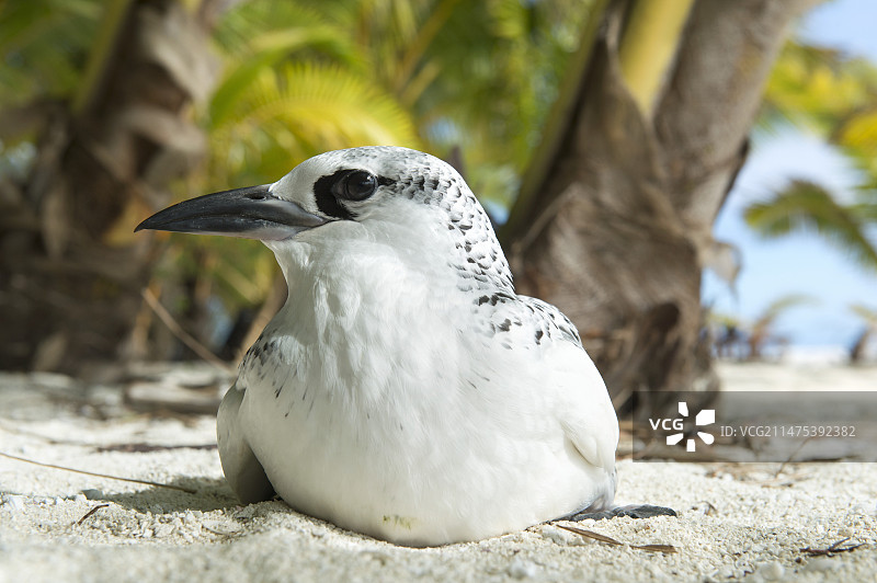 红尾鹲图片素材