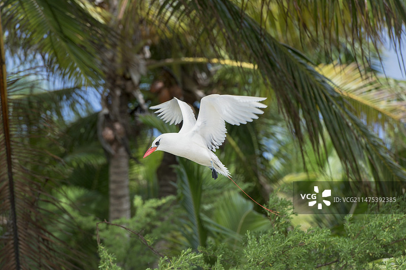红尾鹲图片素材