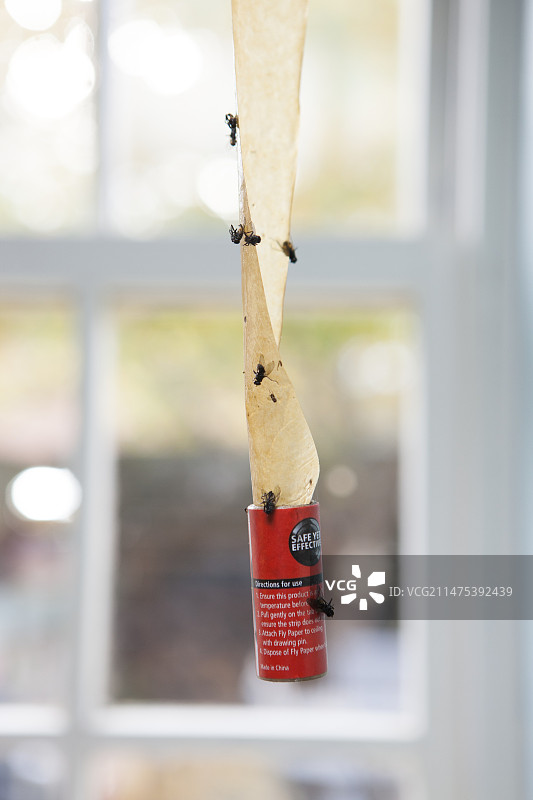 粘蝇纸和被困的苍蝇图片素材