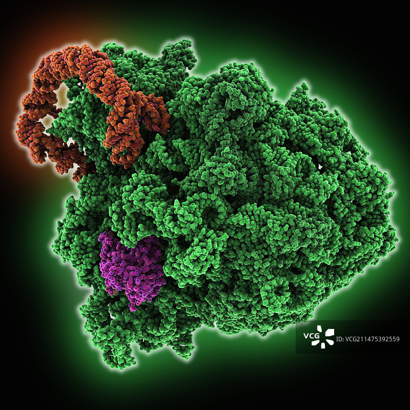 核糖体RNA复合物图片素材