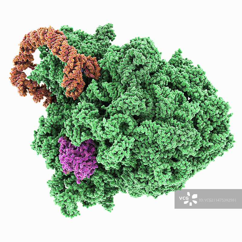 核糖体RNA复合物图片素材