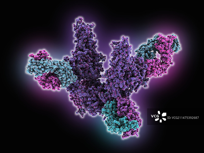 人胰岛素受体胞外域分子图片素材