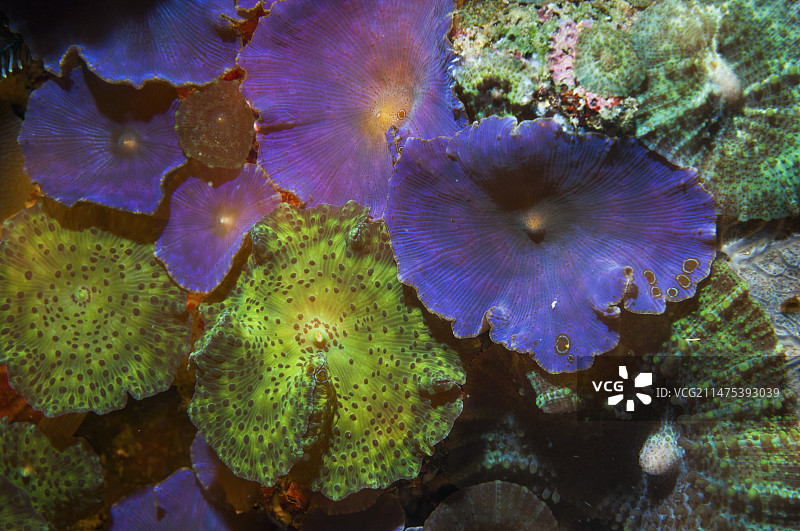 圆盘海葵图片素材