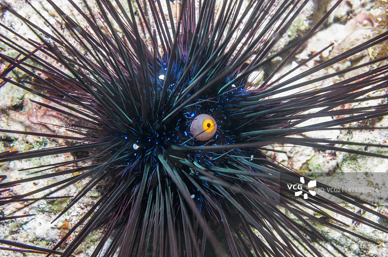 海胆和泄殖腔图片素材