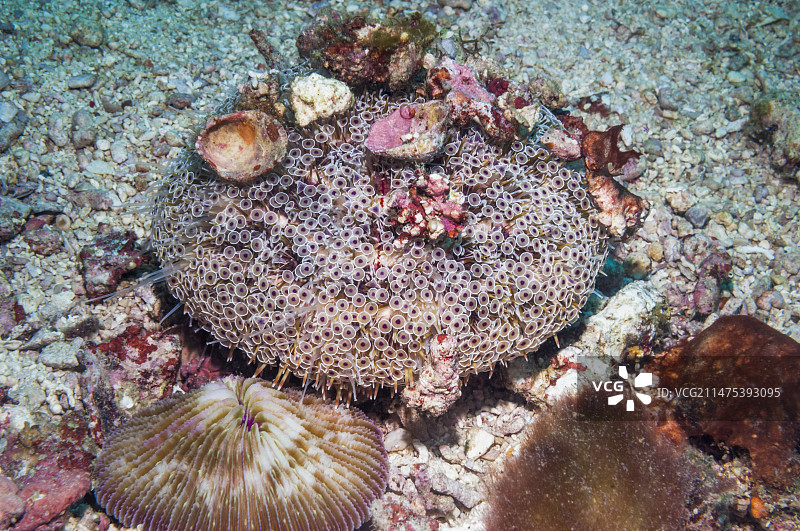 花海胆图片素材