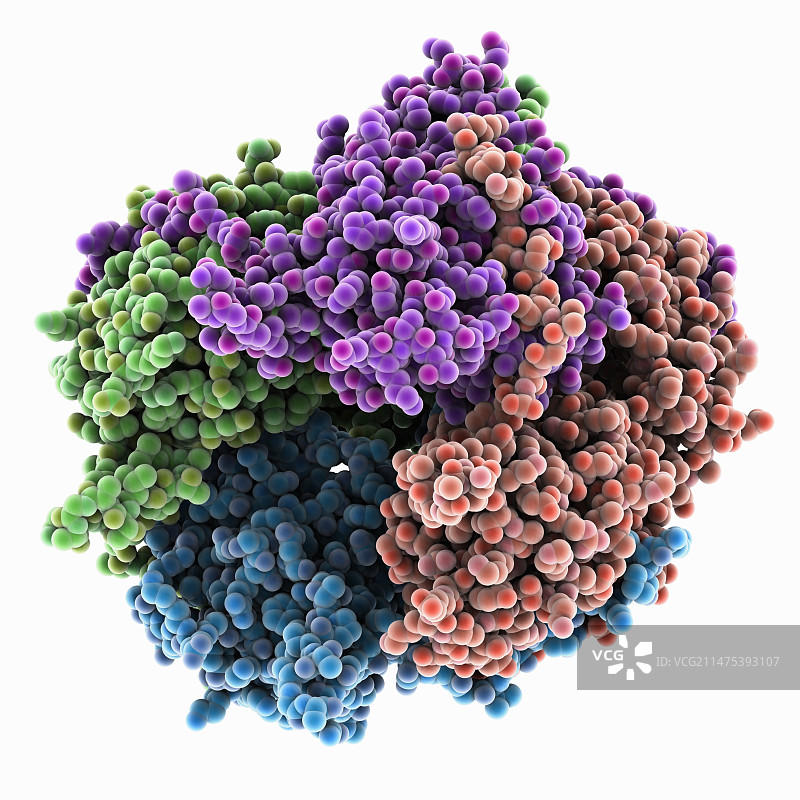 博尔纳病病毒核蛋白图片素材