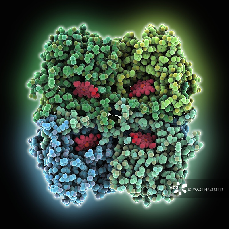 人体红细胞过氧化氢酶图片素材