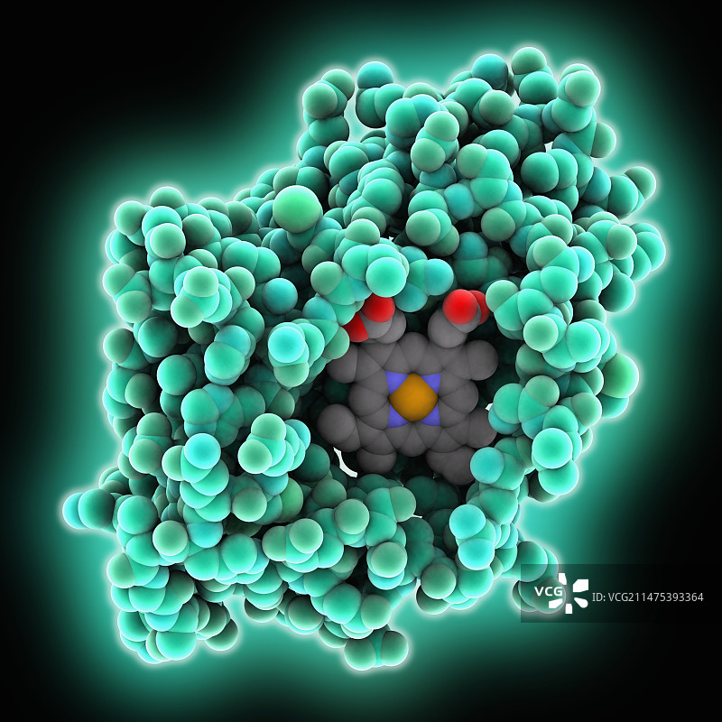 与NO络合的H-NOX图片素材