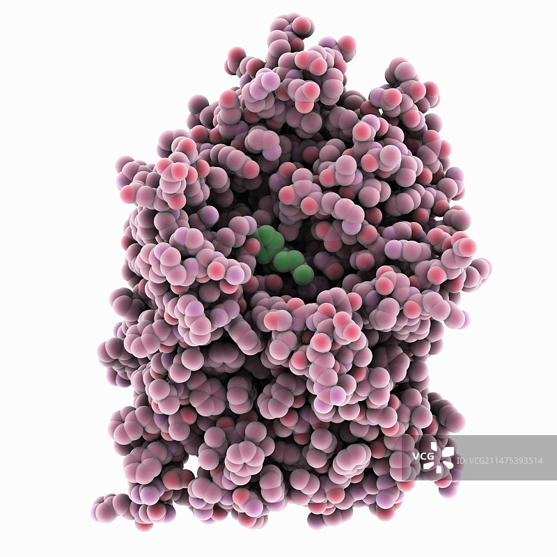 血清素转运蛋白复合体图片素材