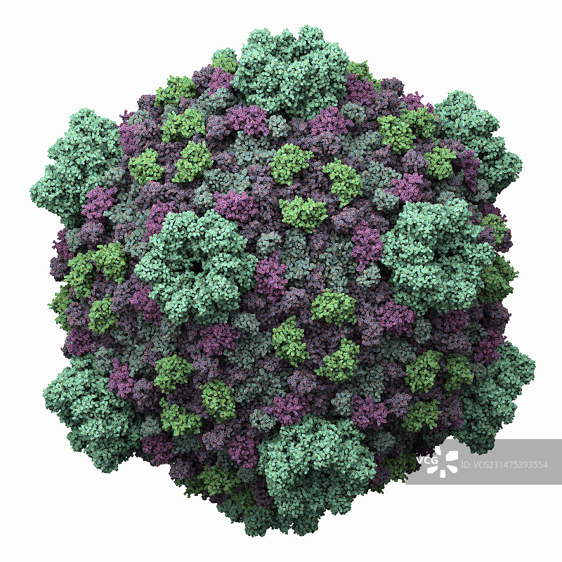 细胞质多角体病毒(CPV)图片素材