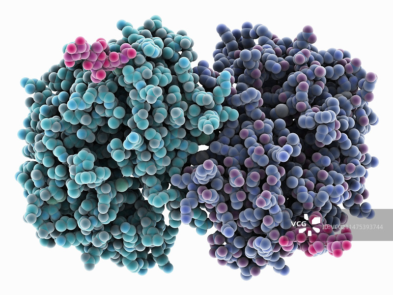 人前肾素分子图片素材