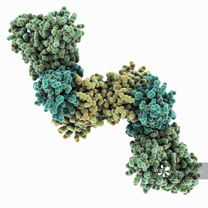 埃博拉病毒VP40基质蛋白图片素材