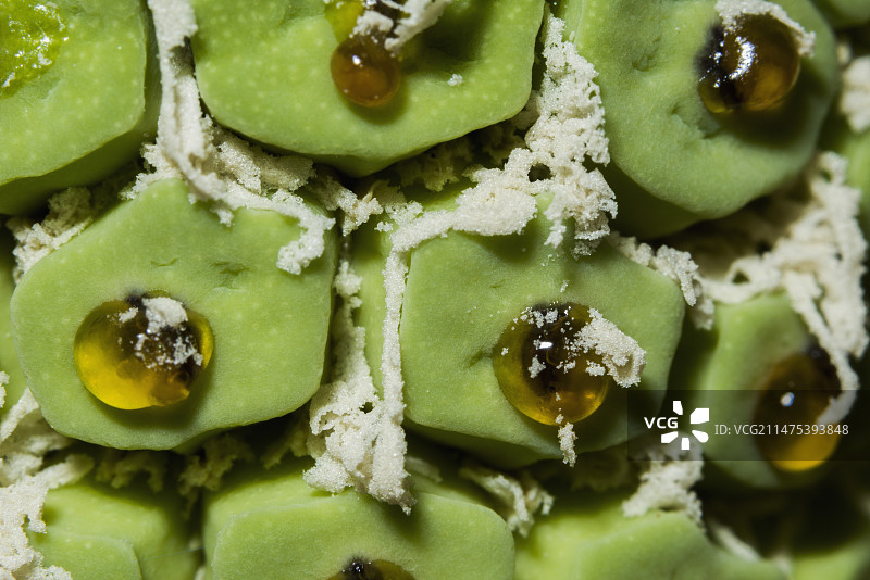 瑞士奶酪植物果实特写图片素材