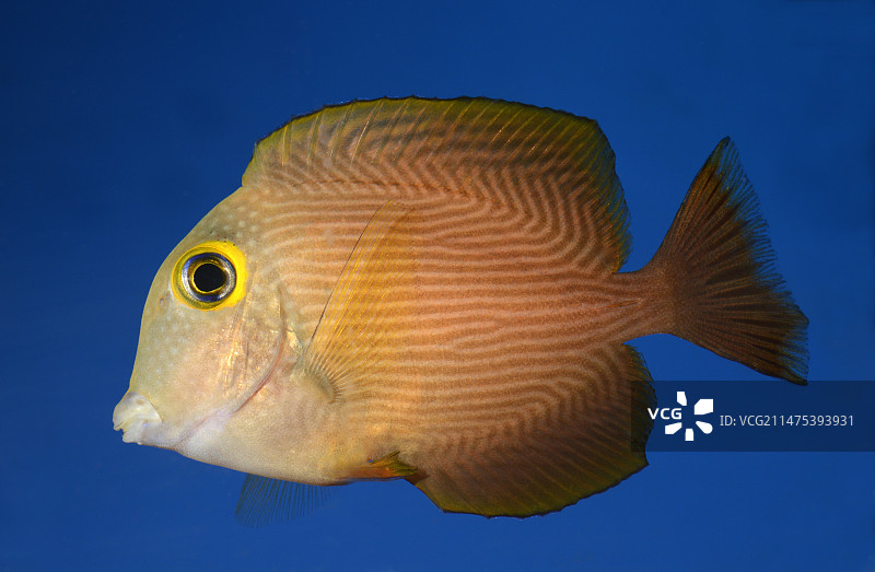 黄眼刺尾鱼图片素材