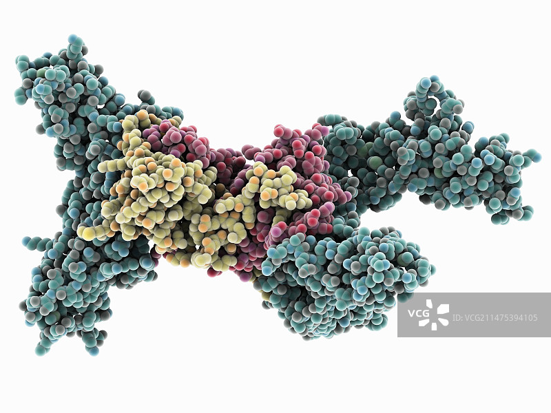 干扰素γ复合物图片素材
