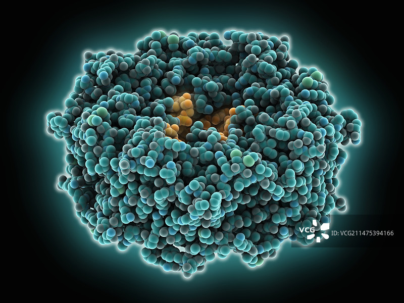埃博拉病毒基质蛋白RNA复合物图片素材