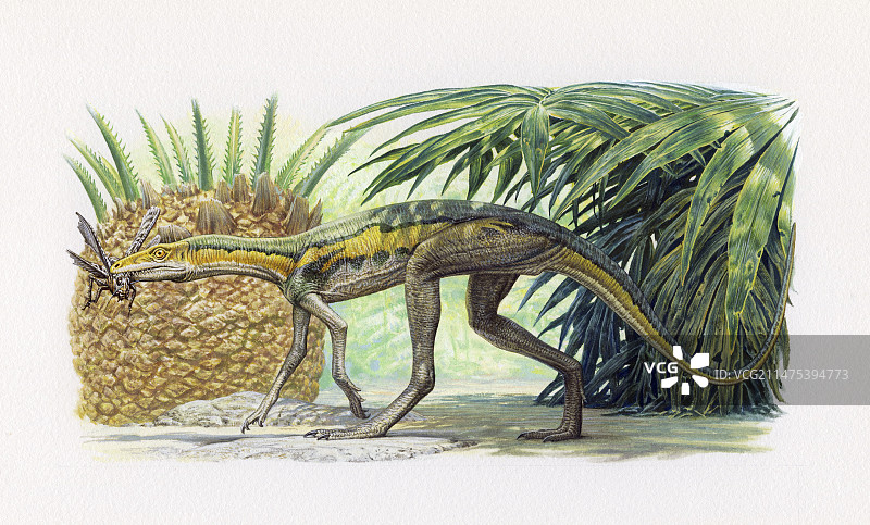 拉各斯鳄蜥类爬行动物插画图片素材