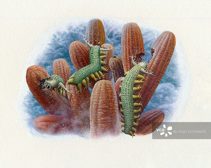 阿ysheaia以海绵为食插图图片素材