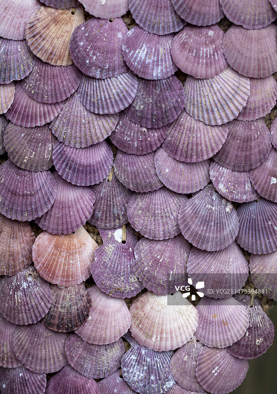 扇贝壳图片素材