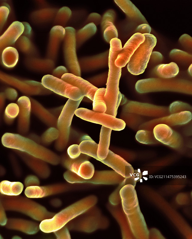 痢疾志贺菌细菌扫描电镜图片素材
