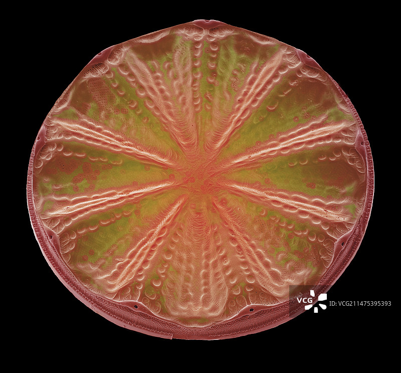 硅藻,扫描电镜图片素材