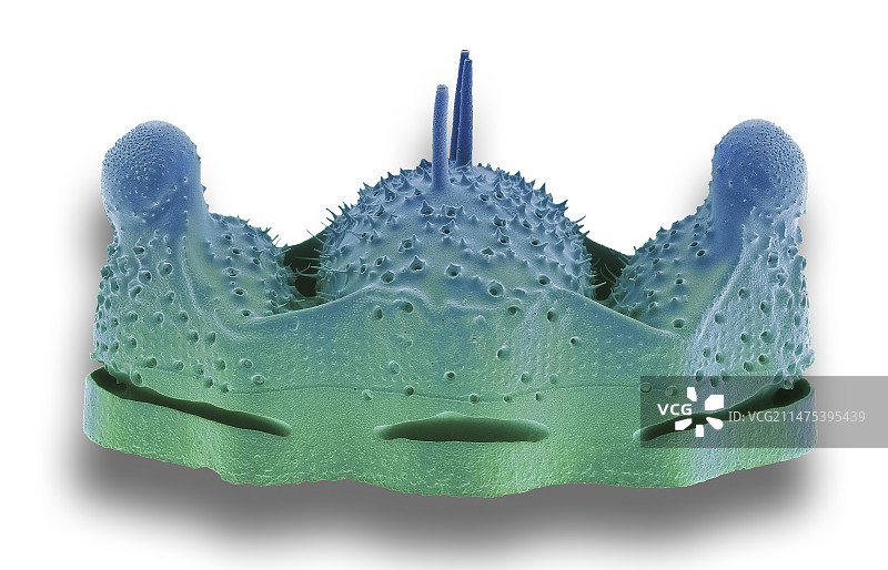 双壁藻硅藻扫描电镜图片素材