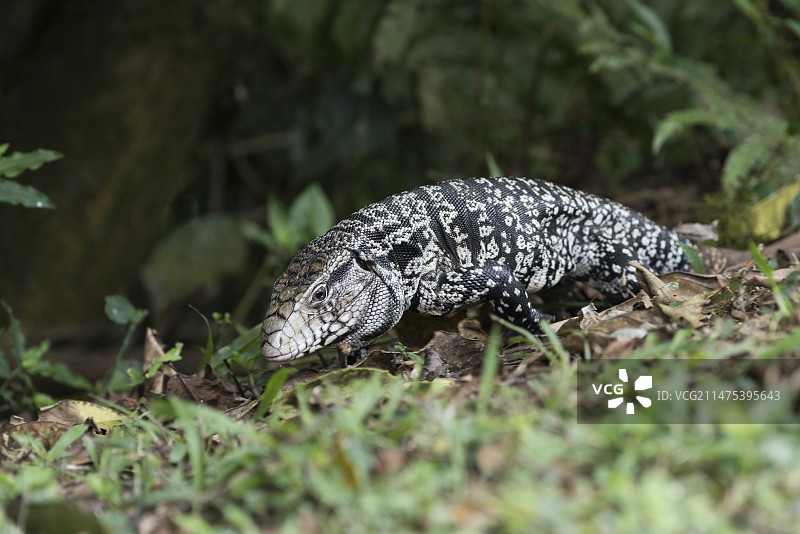 南美蜥蜴图片素材
