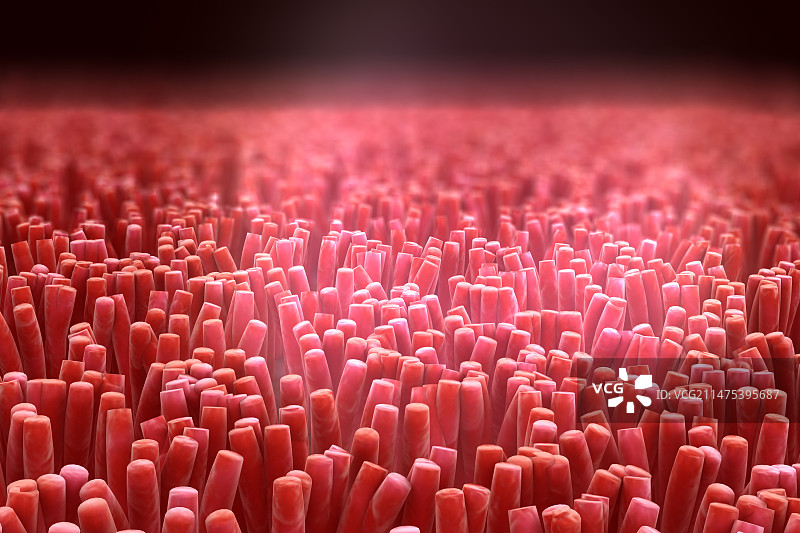 肠绒毛，图示图片素材