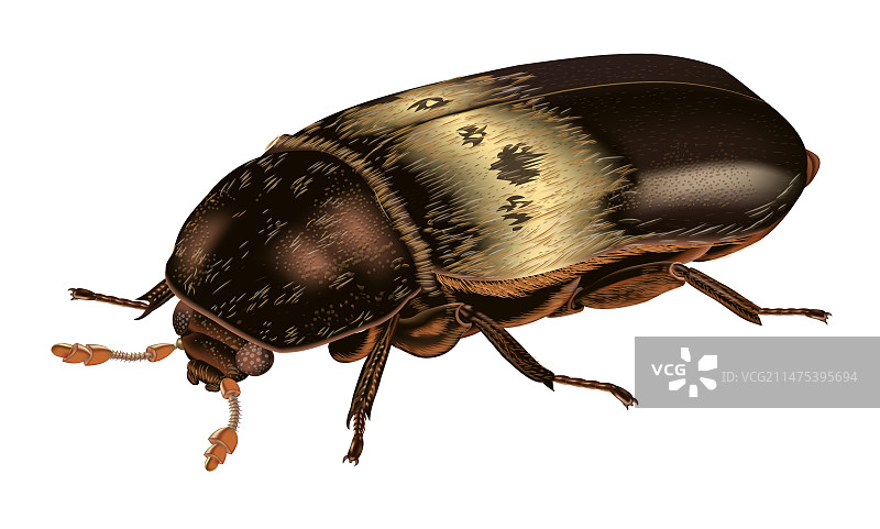 储藏室甲虫插图图片素材