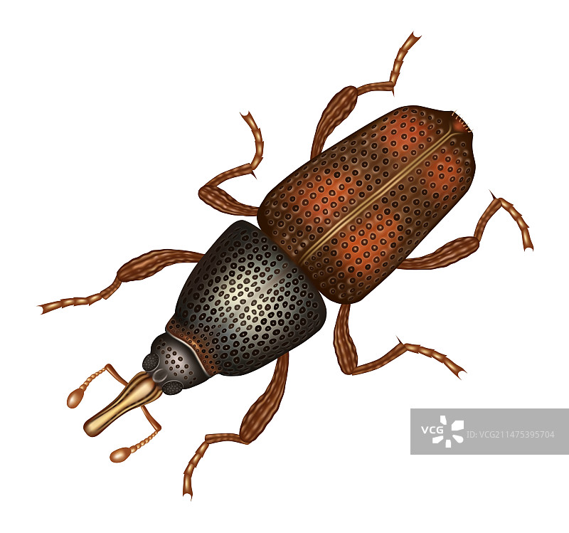 米象插画图片素材