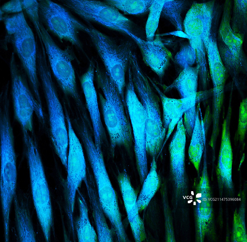 成纤维细胞荧光显微照片图片素材