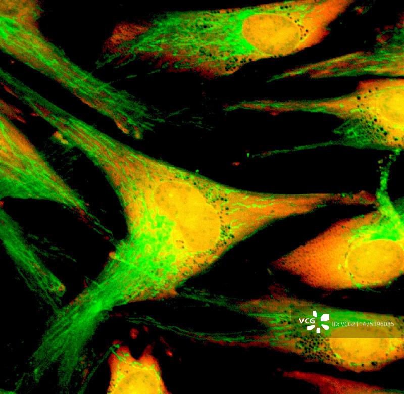 成纤维细胞荧光显微照片图片素材