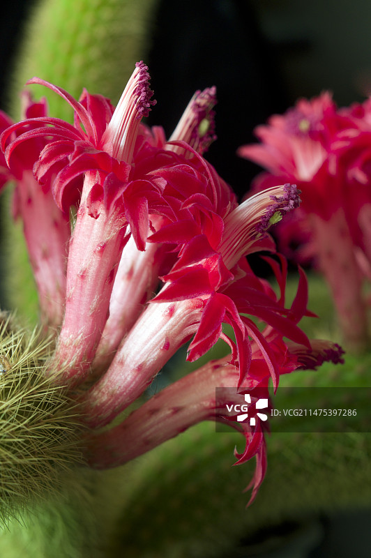 雪晃柱的鲜花图片素材