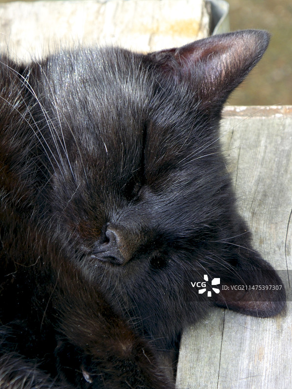 睡觉的猫图片素材