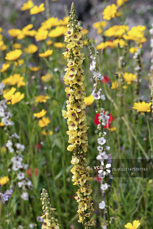 深色毛蕊花图片素材