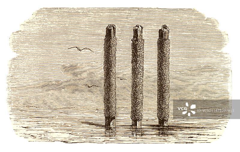 贻贝养殖图片素材