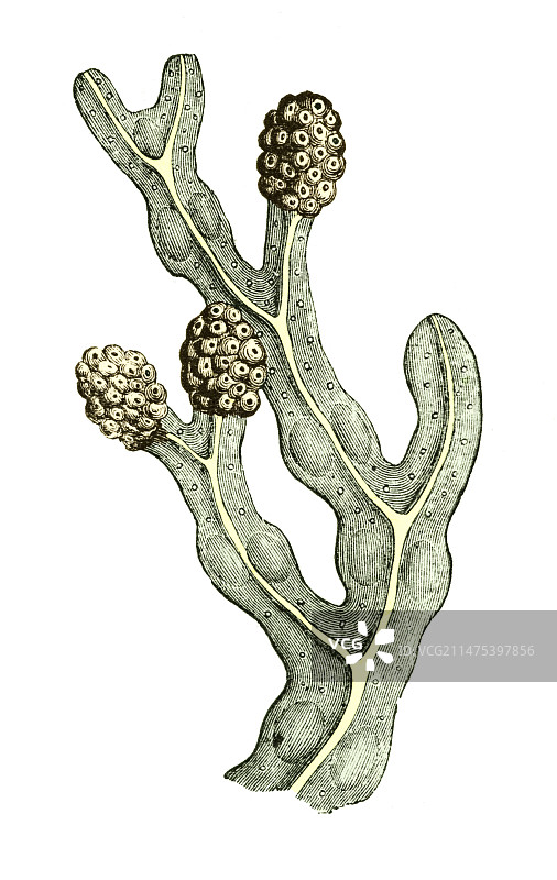 墨角藻图片素材