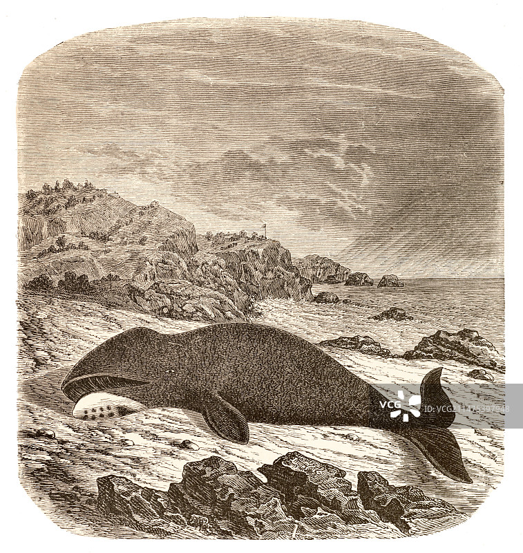 搁浅或滞留的北方鲸鱼图片素材