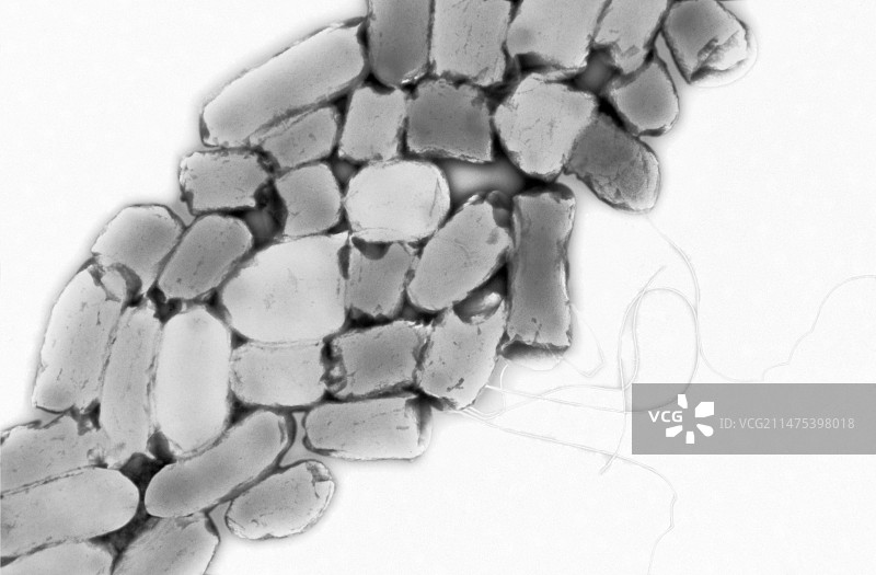 大肠杆菌（透射电镜）图片素材