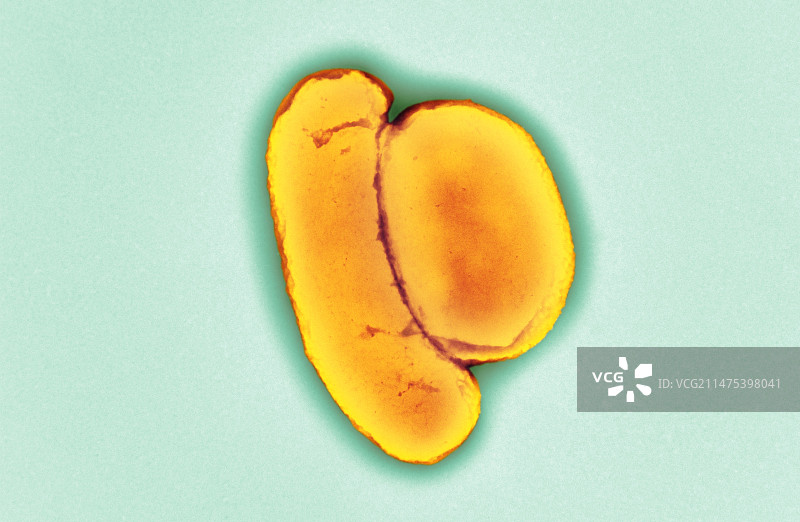 大肠杆菌（透射电镜）图片素材