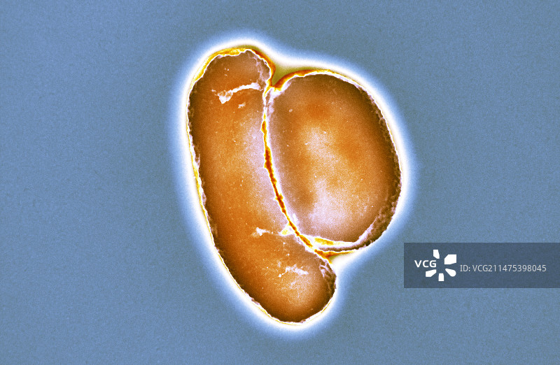 大肠杆菌（透射电镜）图片素材