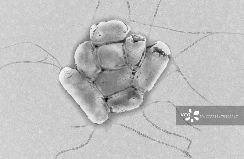 大肠杆菌（透射电镜）图片素材