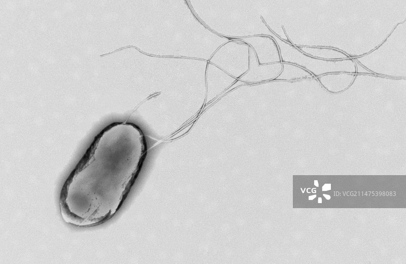 大肠杆菌（透射电镜）图片素材