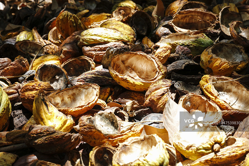 一堆可可豆荚皮（可可树）图片素材