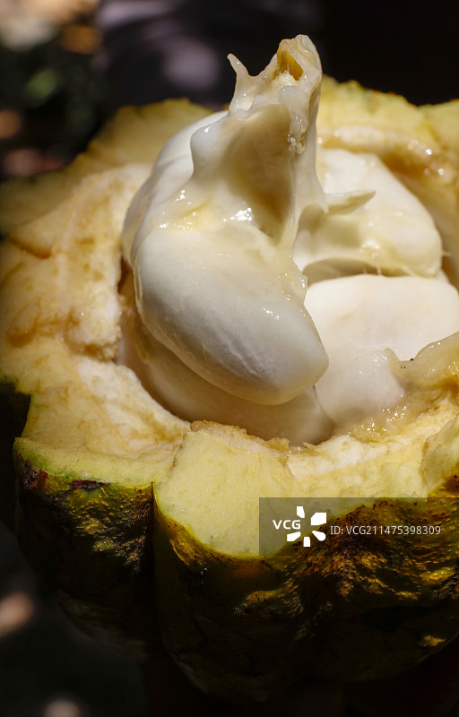 剖开的可可豆荚，露出可可豆图片素材