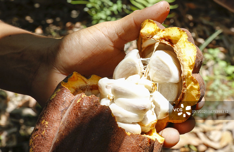 剖开的可可豆荚，露出可可豆图片素材