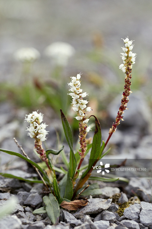 石灰石上开花的高山拳参图片素材